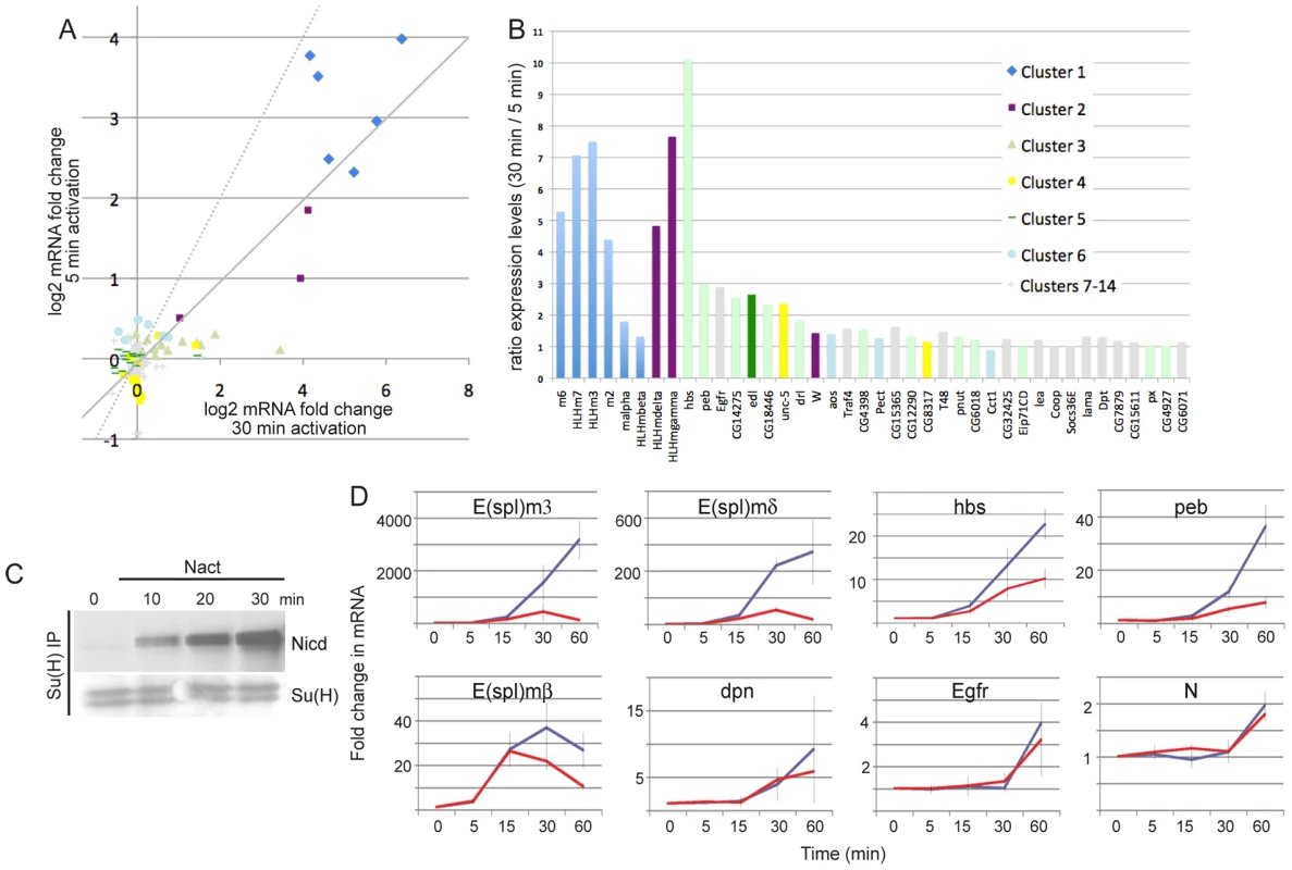 Differential sensitivities to the dose of Notch activation.