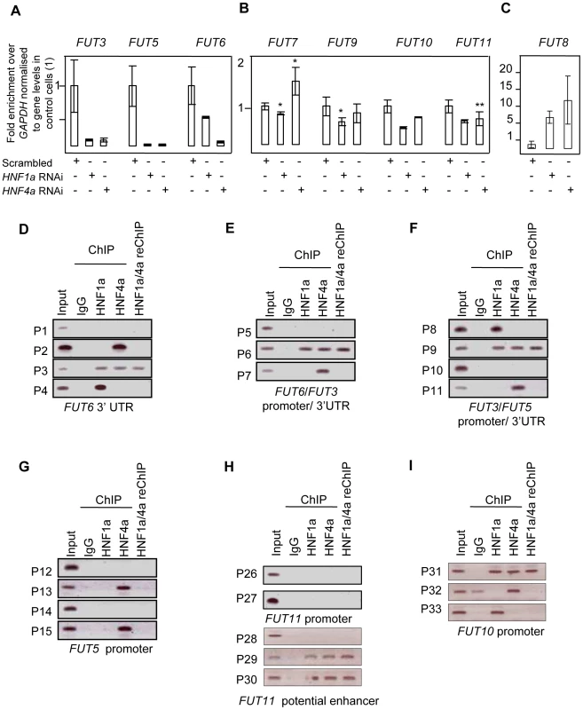 HNF1α is major regulator of the fucosyltransferase genes.