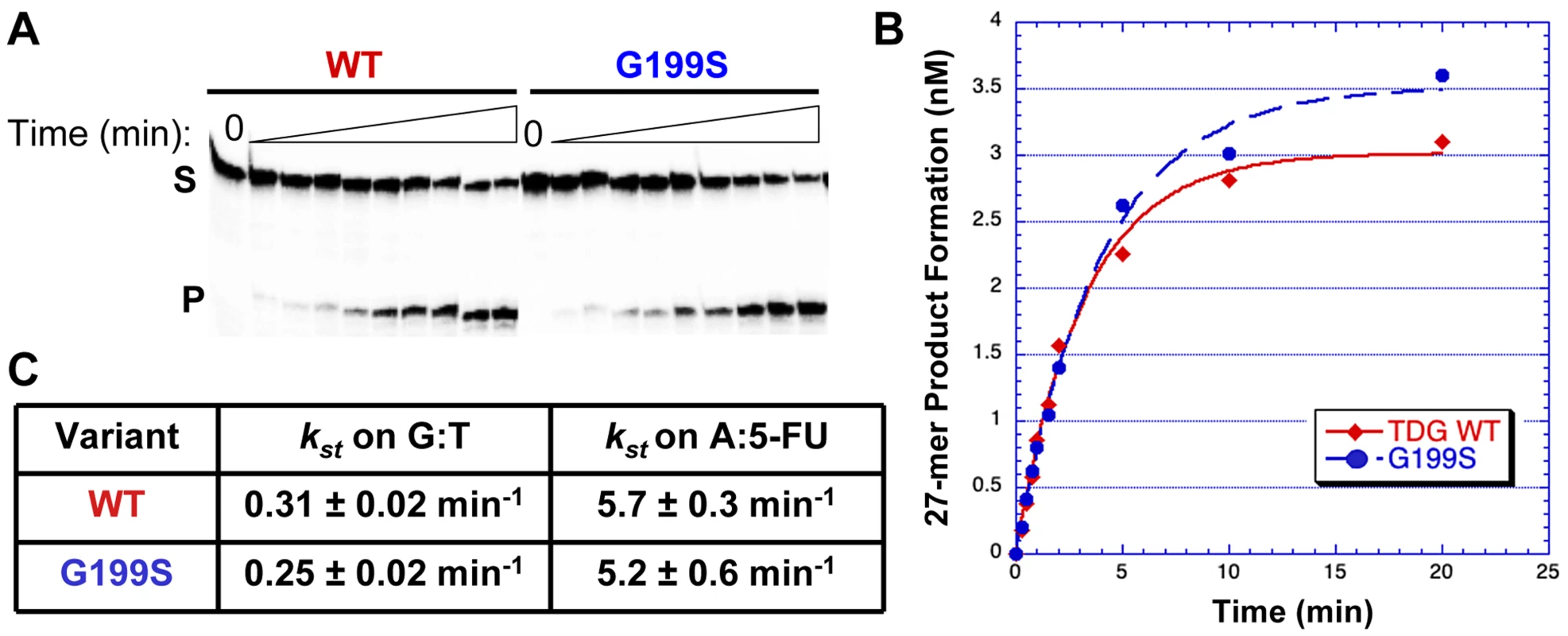 G199S has similar catalytic activity to WT TDG.
