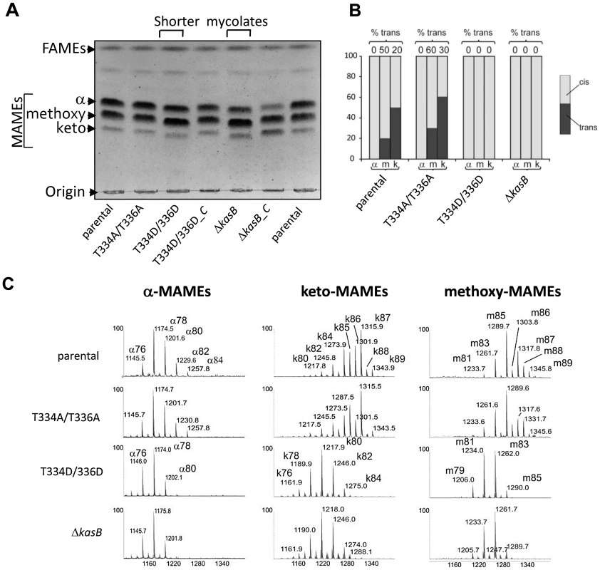 Structural analysis of mycolic acids in the phosphomimetic and phosphoablative <i>kasB</i> mutants. (A) Mycolic acid profile of the various KasB mutants and complemented strains.