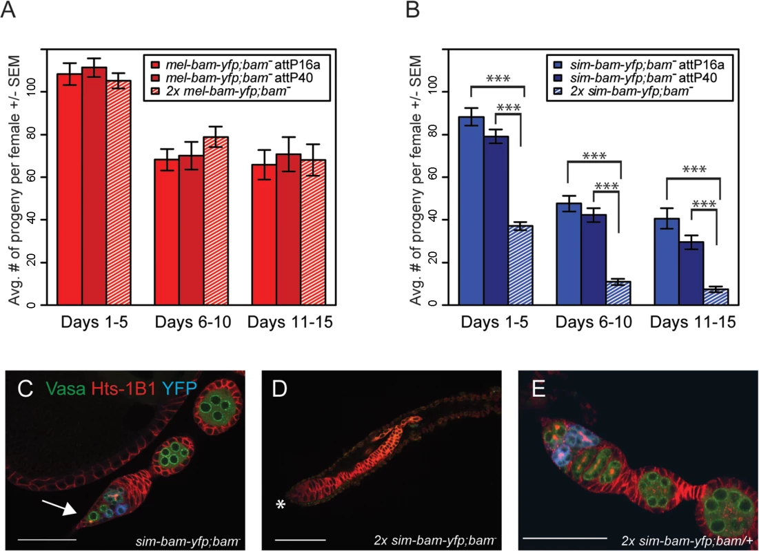 <i>sim-bam-yfp; bam</i><sup>−</sup>female fertility decreases with additional copies of <i>sim-bam-yfp</i>.