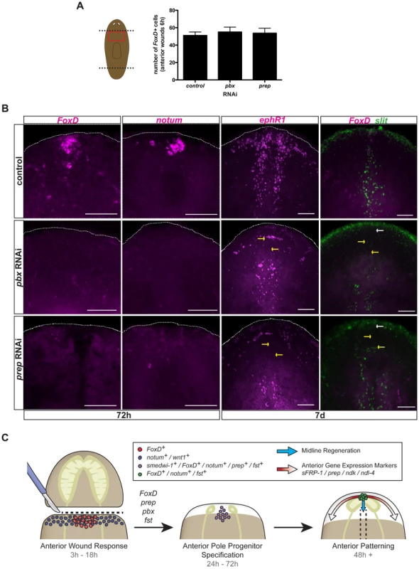 <i>pbx</i> and <i>prep</i> are required for <i>FoxD</i> pole expression, and anterior pole and midline regeneration.