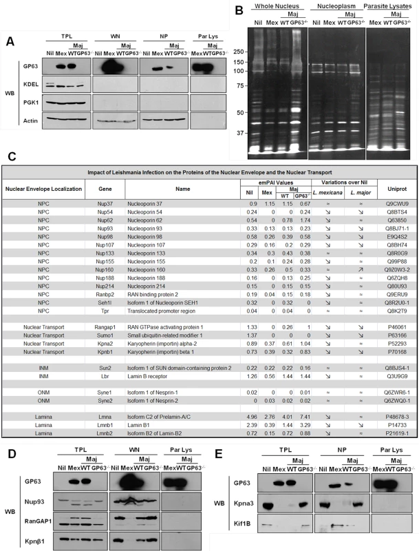 GP63 alters nuclear envelope protein levels and of proteins involved in nuclear transport.