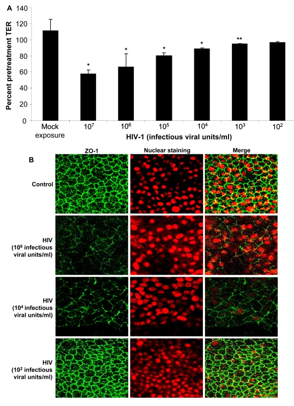 Primary endometrial EC monolayers were exposed to different concentrations of HIV-1 (ADA) for 24 hours.