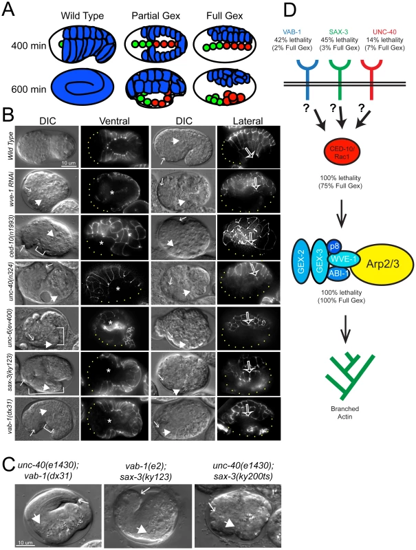 Axonal guidance receptors are required for embryonic epidermal morphogenesis.