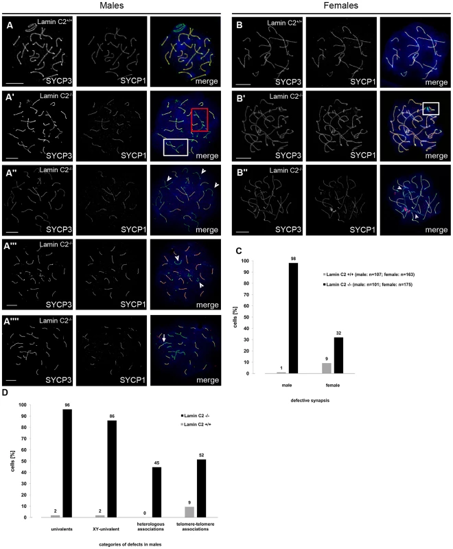 Defective synapsis of the homologous chromosomes in <i>lamin C2<sup>−/−</sup></i> meiocytes.