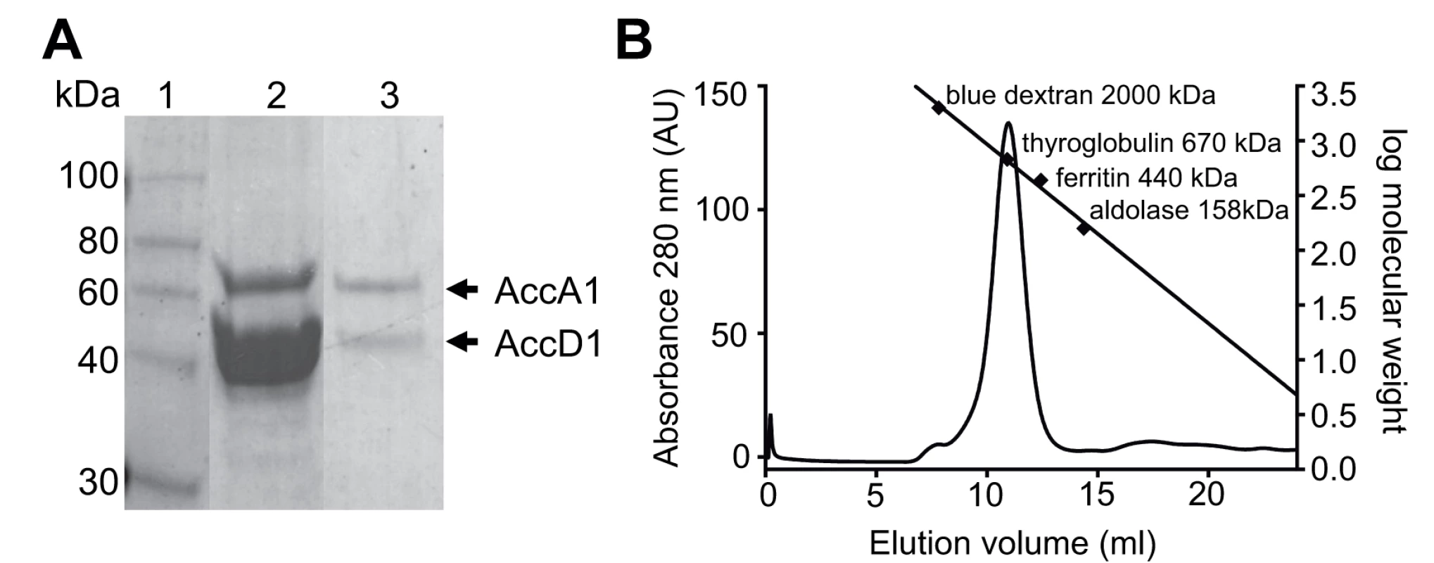 AccD1-AccA1 holo complex formation.