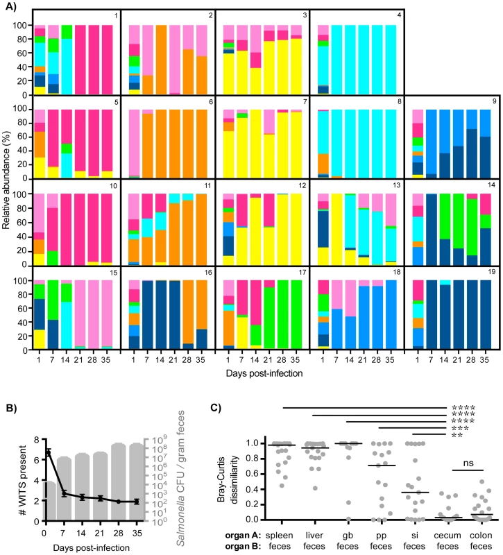 Clonal expansion of cecal and colonic <i>Salmonella</i> is responsible for increased fecal shedding.