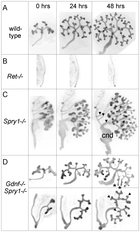 Abnormal branching of double mutant kidneys in organ culture.