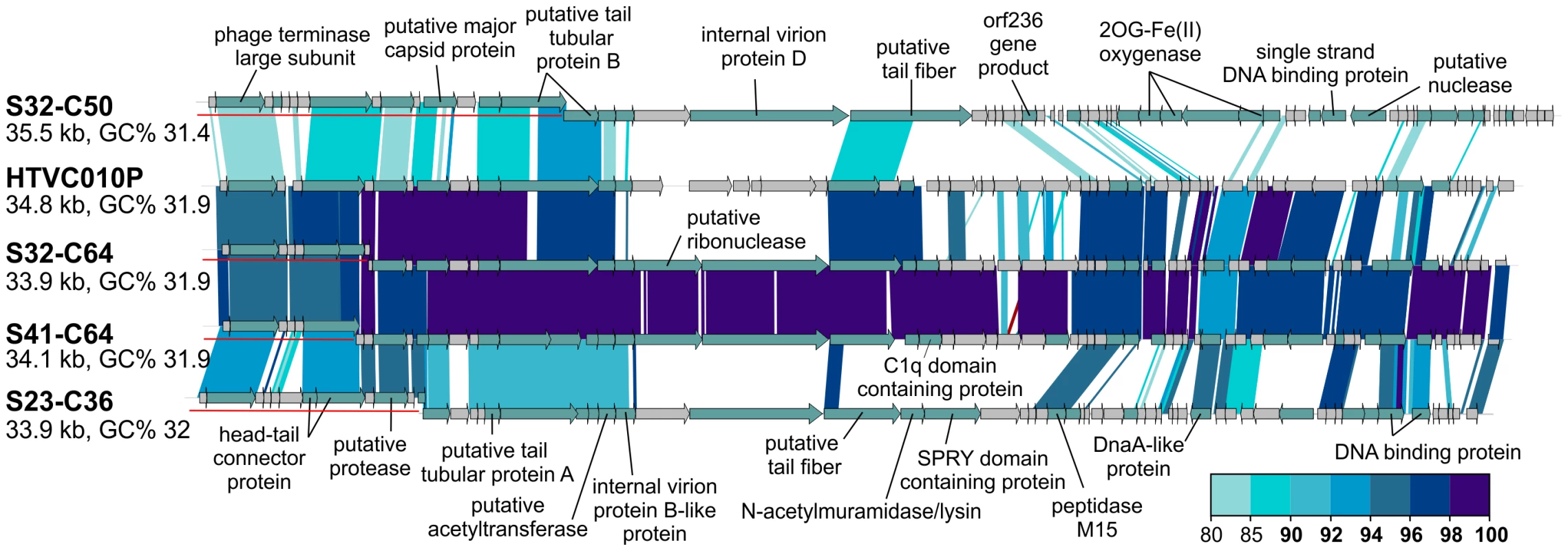 Novel Mediterranean <i>Ca.</i> Pelagibacter phages.
