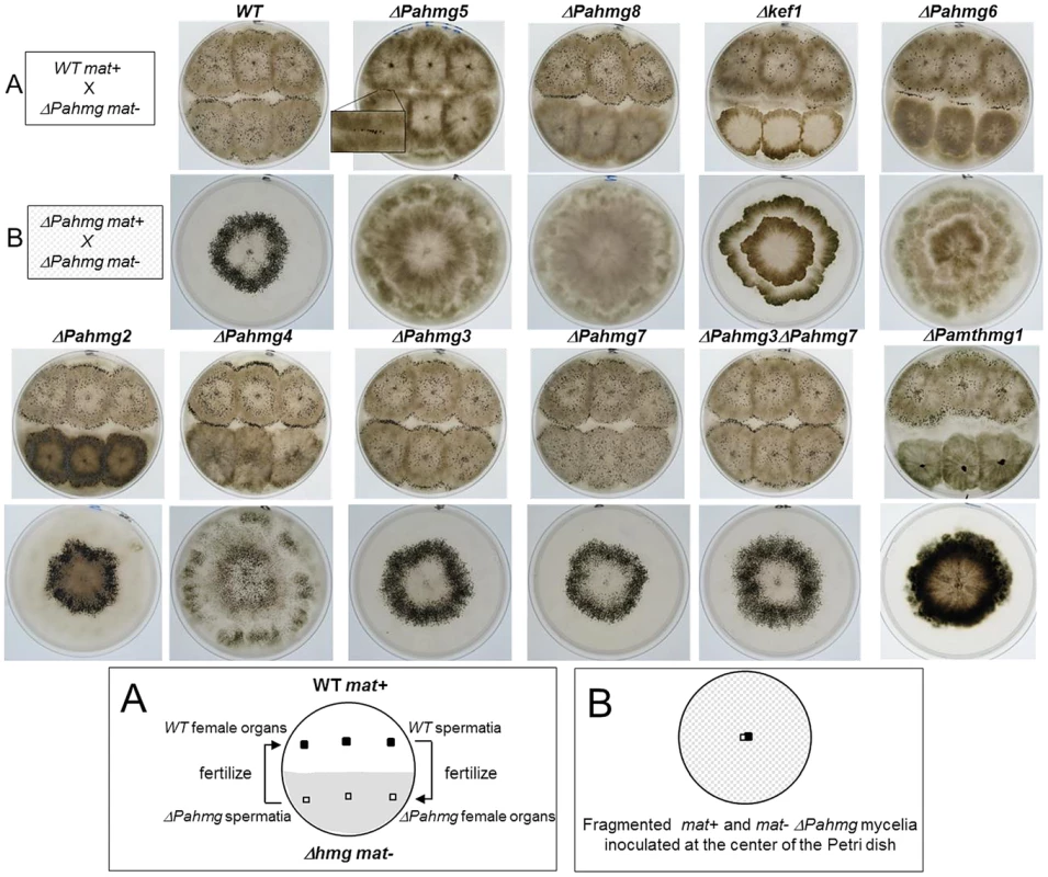 Crosses of HMG-box gene deletion mutants.