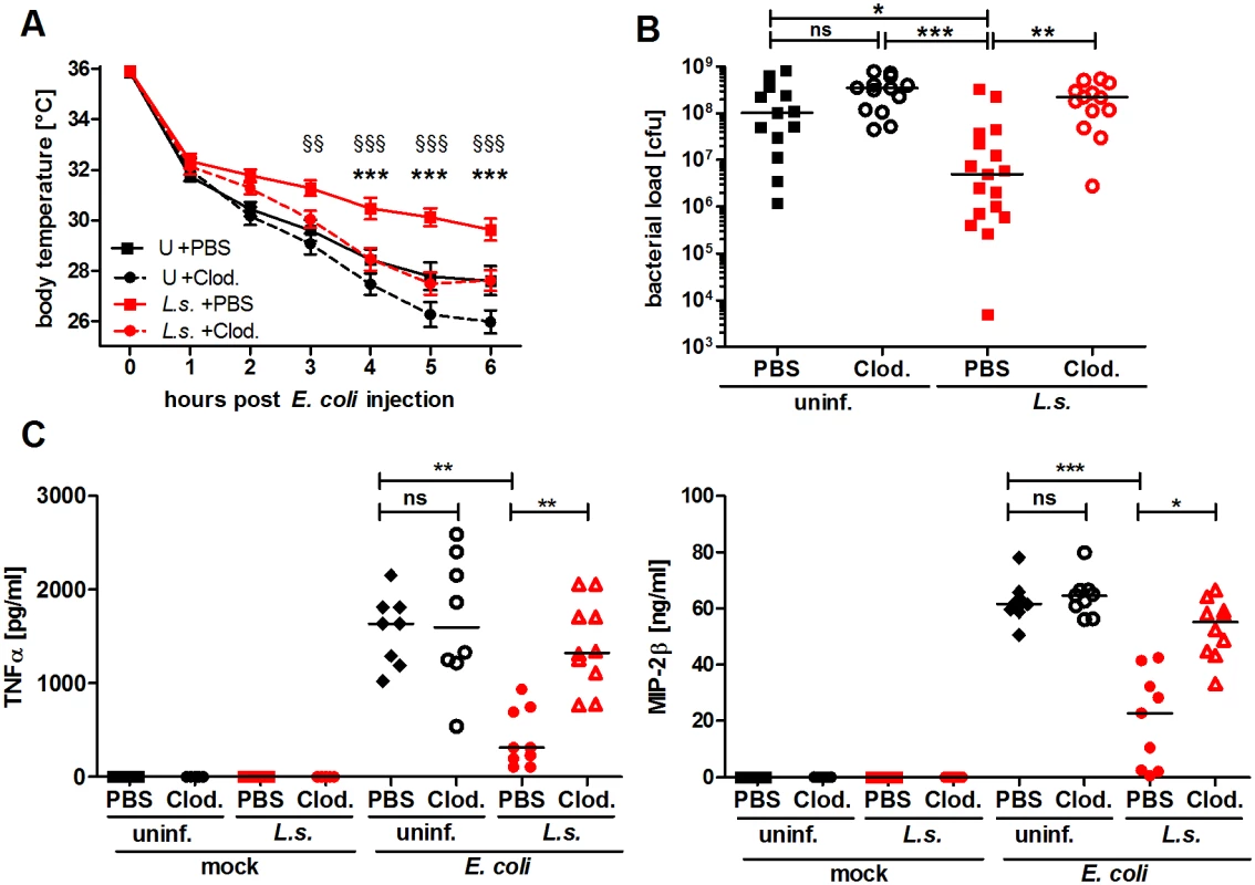 Macrophage depletion renders <i>L. sigmodontis</i>-infected mice susceptible to <i>E. coli</i>-induced sepsis.