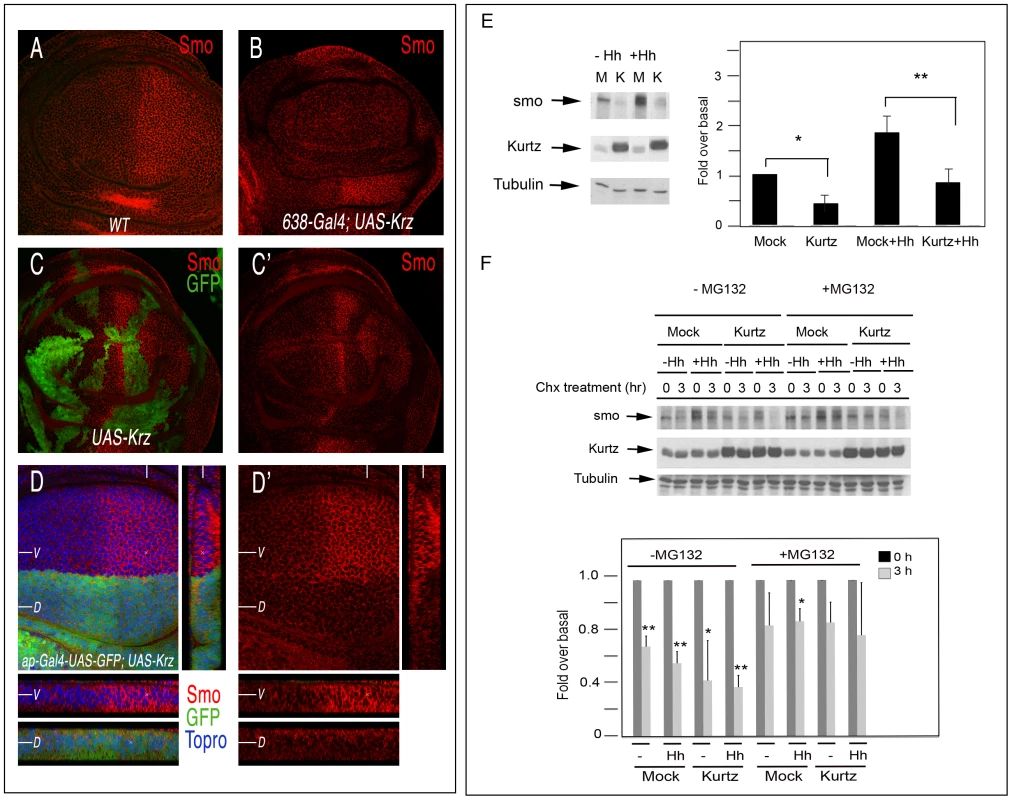 Effects of <i>krz</i> on Smo expression.