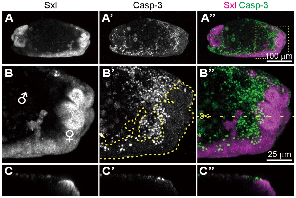 <i>Spiroplasma</i>-infected gynandromorphic embryo of <i>D. melanogaster</i> wherein apoptotic cell death is associated with male cells.