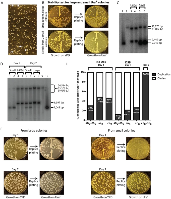 Phenotypic and molecular characterization of SFDA.