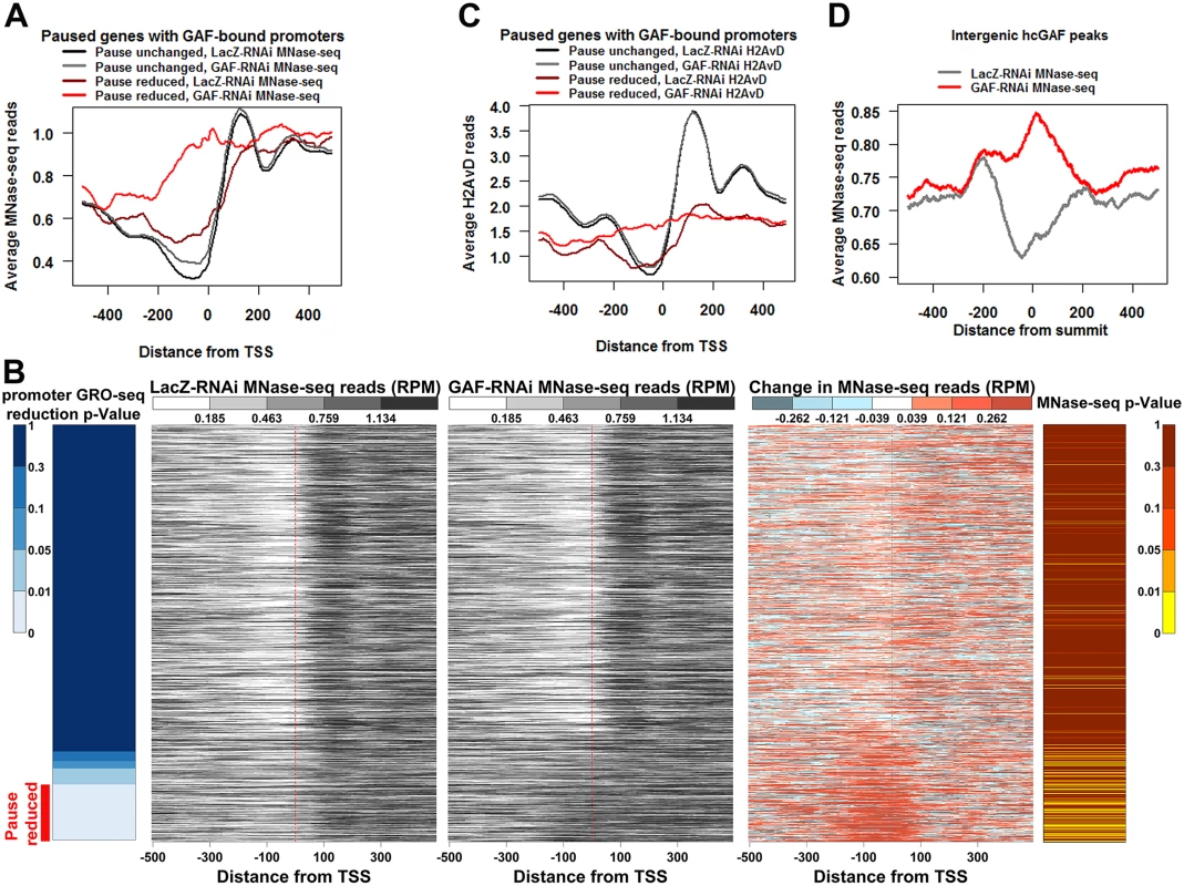 Promoters with reduced pausing fill-in with nucleosomes.