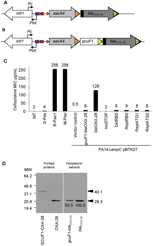 <i>gcuF1</i> cassette insertion modulates the resistance to ceftazidime.