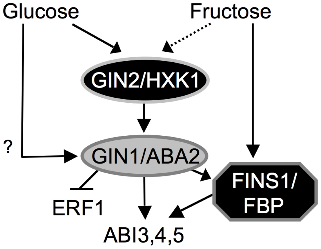 Working model of hexose signaling network during <i>A. thaliana</i> early seedling development.