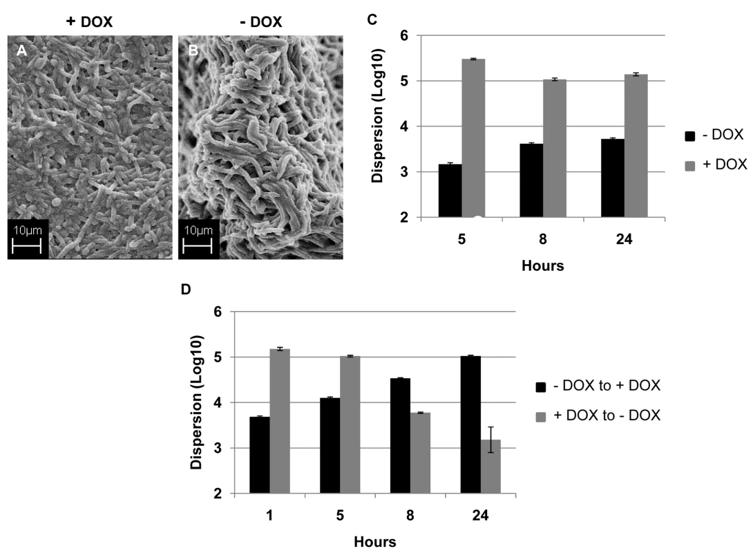 Regulation of <i>C. albicans</i> biofilm dispersion by <i>UME6</i>.