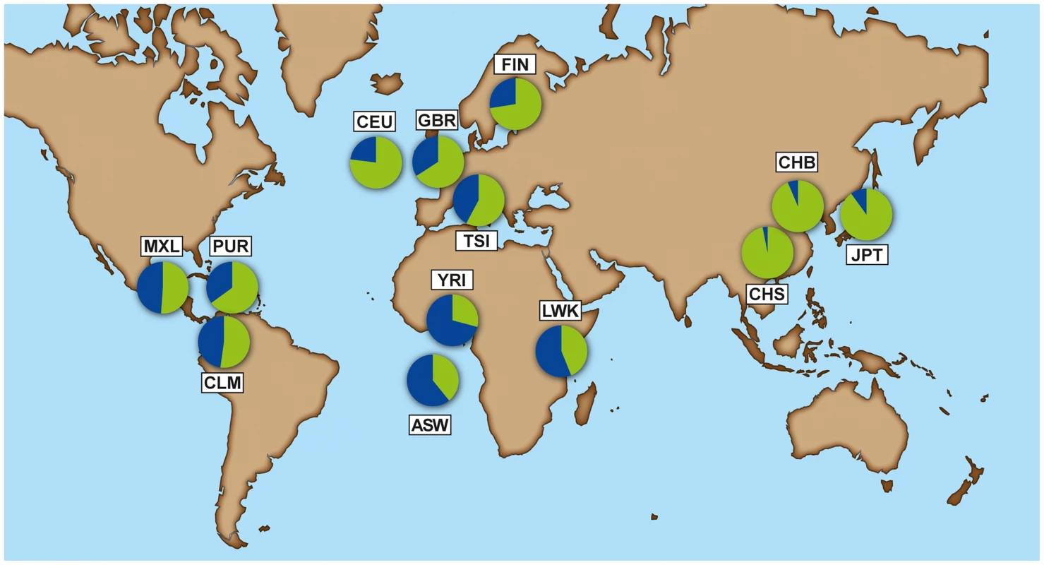 Allele frequency of rs368234815 - ΔG allele (blue) and TT allele (green) for each population from the 1000 Genomes dataset.