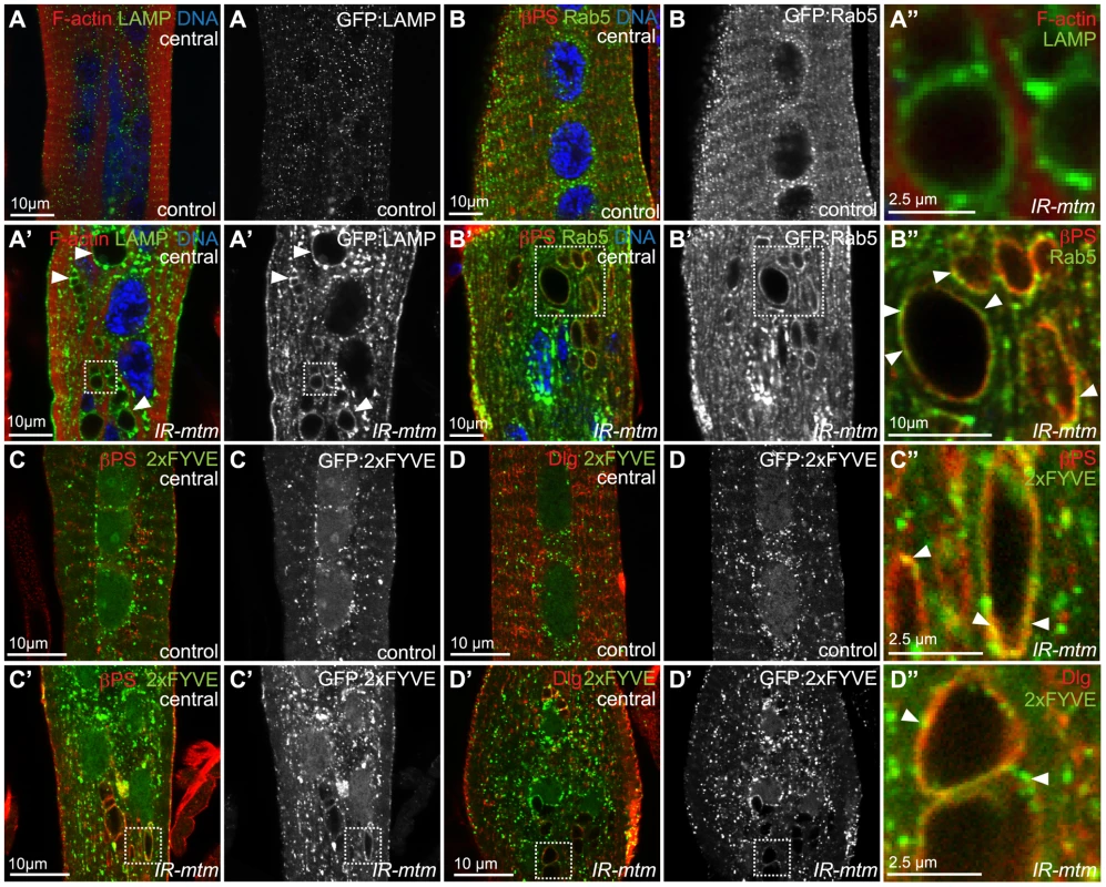 Mtm depletion disrupts integrin trafficking at endosomal compartments.