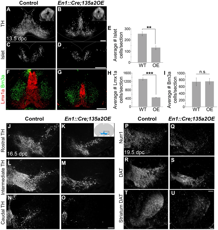 Reduced numbers of mDAs in <i>En1::Cre;135a2OE</i> embryos.