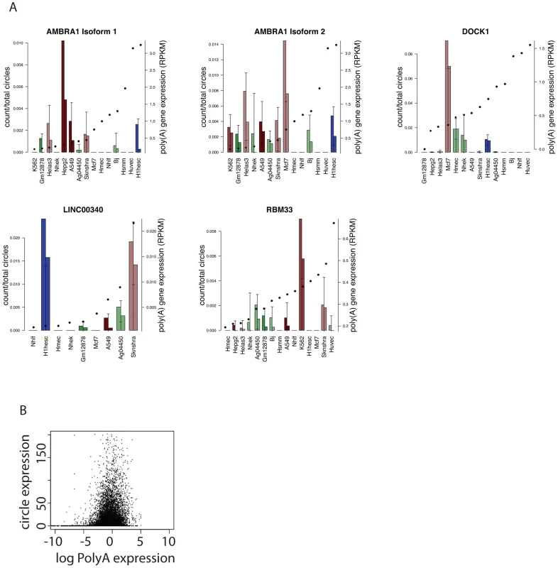 Quantitative regulation of circular to linear isoform ratios.