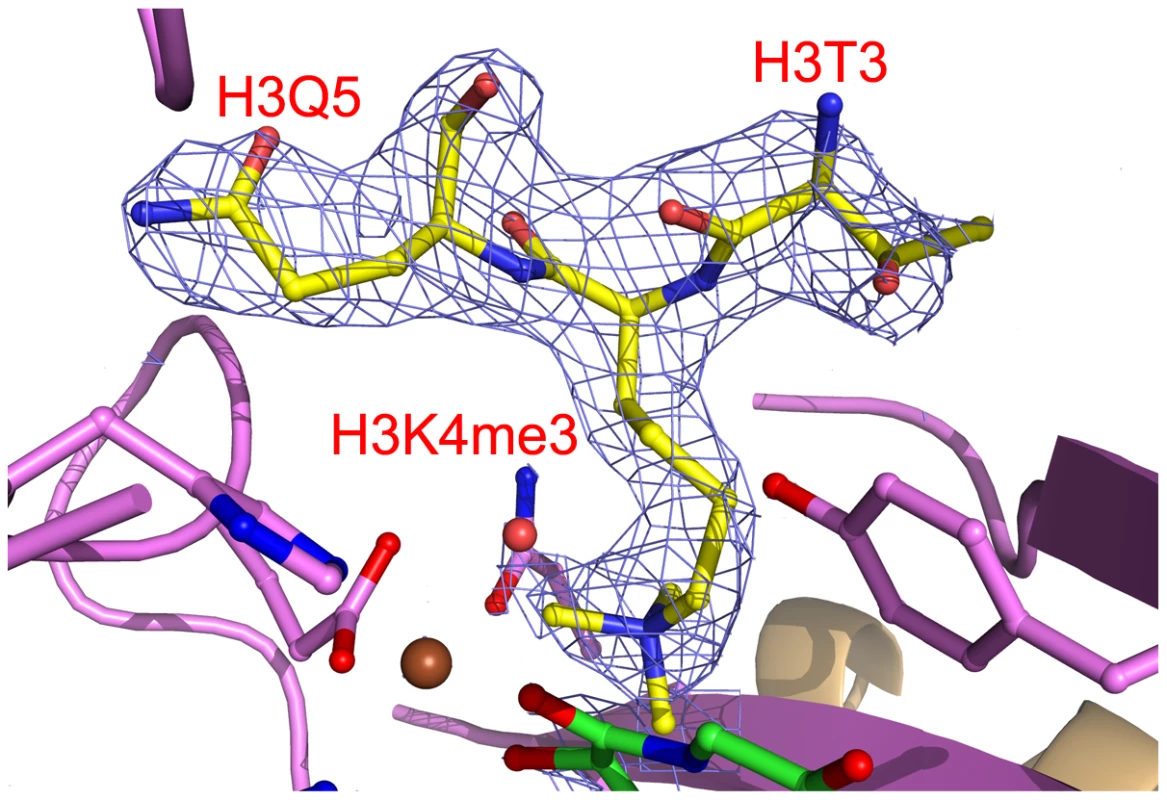 Electron density of bound H3K4me3.