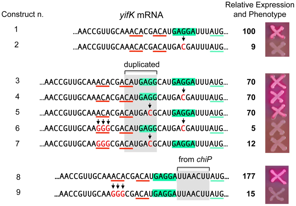 Increasing the distance between the enhancer and the translation initiation region.