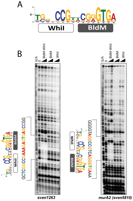 BldM-WhiI binds to the <i>MEME</i>-predicted Group-II consensus sequence.