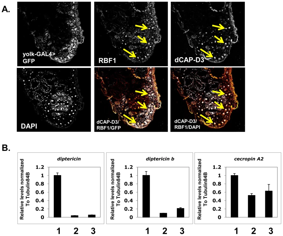Basal AMP transcript levels are activated by RBF1 and dCAP-D3 specifically in the fat body.