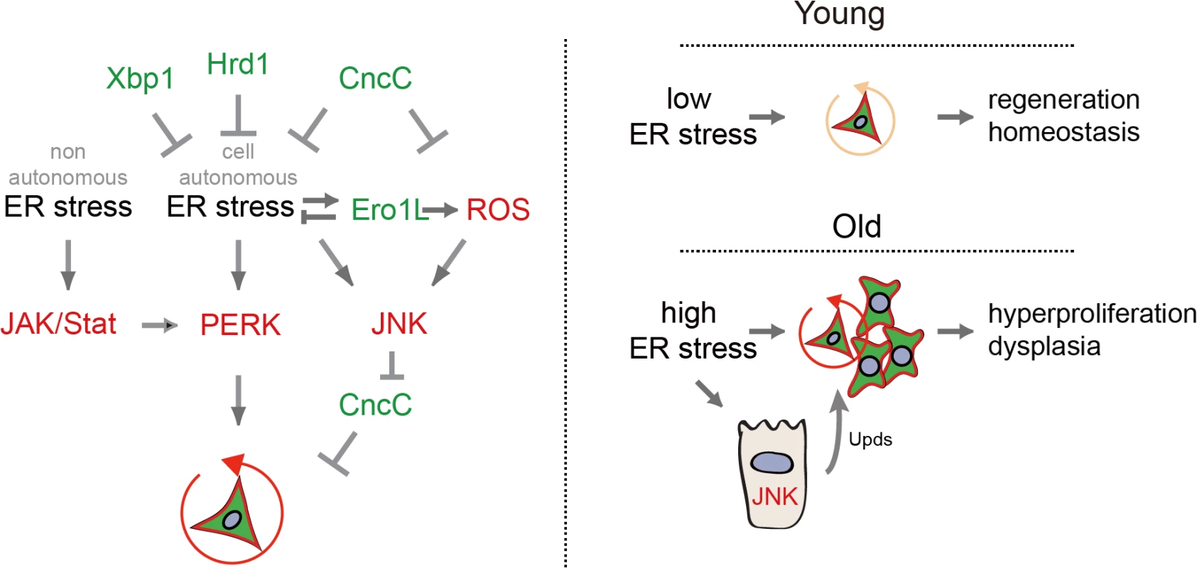 Model of UPR<sup>ER</sup>/ROS signaling network regulating ISC proliferation.