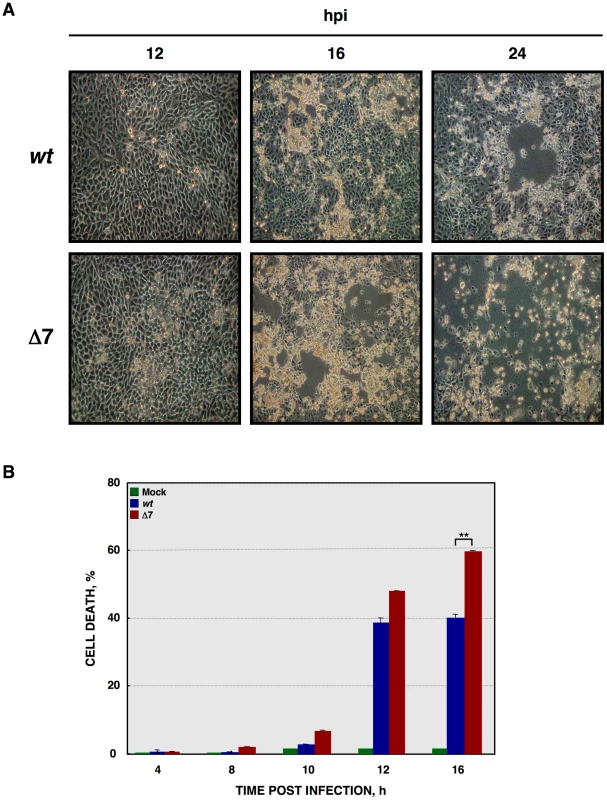 Cell death caused by rTGEV-Δ7.