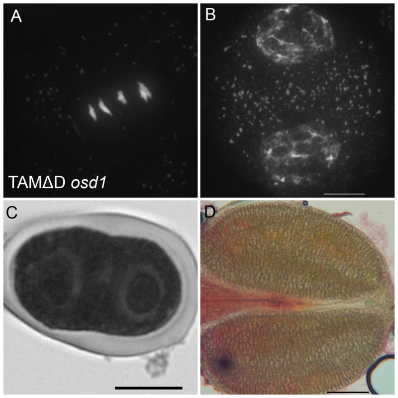 TAMΔD in <i>osd1</i>.
