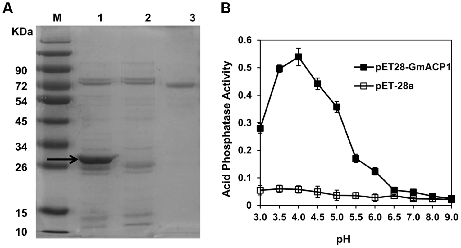 Expression of <i>GmACP1</i> in <i>E. coli</i>.