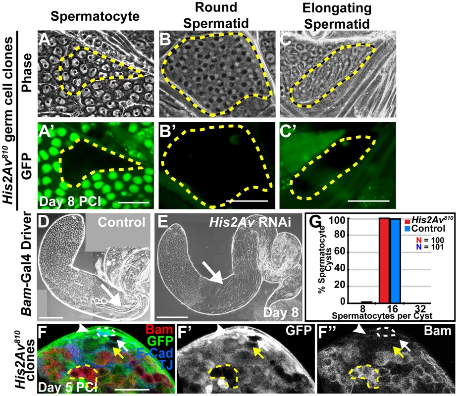 <i>His2Av</i> is not required for germ cell differentiation.
