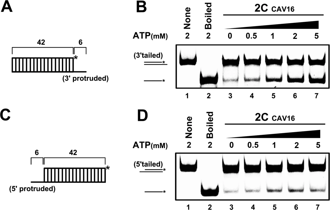 CAV16 2C<sup>ATPase</sup> also contains both RNA helicase and chaperone activities.