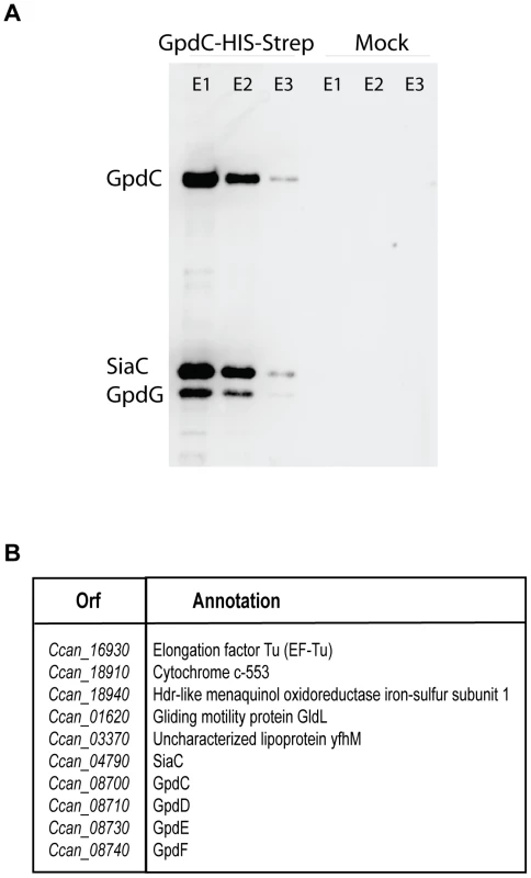 Gpd proteins form a complex with sialidase.