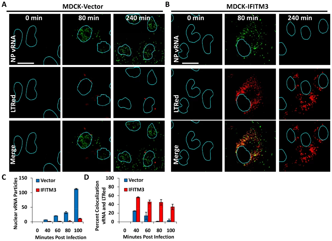 IFITM3 overexpression leads to both a retention of viral genomes in the cytosol, and a decrease in viral genomes entering the nucleus.