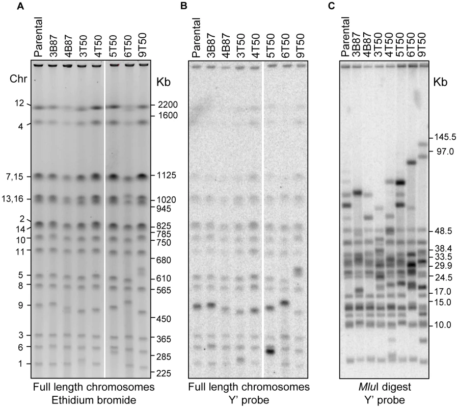 Physical analysis of chromosomes in vegetative and meiotic lines.