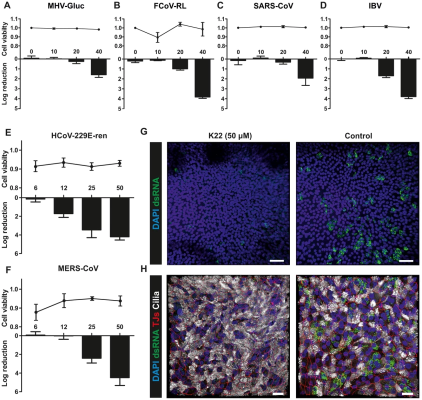 K22 affects replication of diverse coronaviruses including MERS-CoV.
