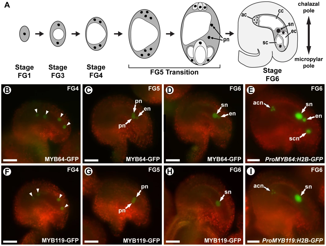 <i>MYB64</i> and <i>MYB119</i> are expressed during female gametogenesis.