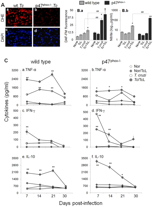 <i>In vivo</i> ROS, nitric oxide, and cytokine profile in p47<sup>phox−/−</sup> mice infected with <i>T. cruzi</i>.