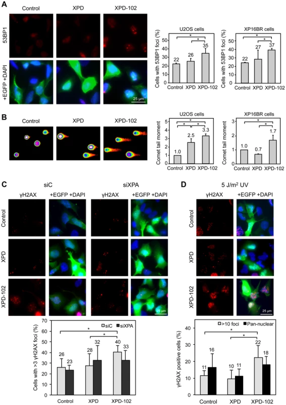 Evidences of DNA damage in XPD-102 human cells.