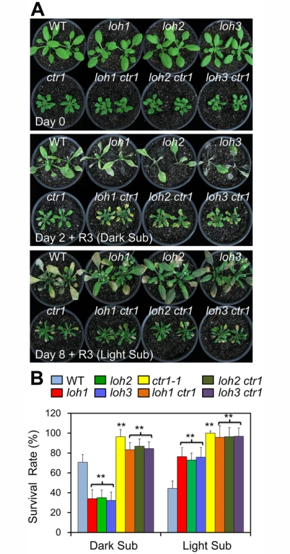The hypoxia-sensitive phenotypes of <i>loh</i> mutants under dark submergence were rescued by <i>ctr1-1</i>.