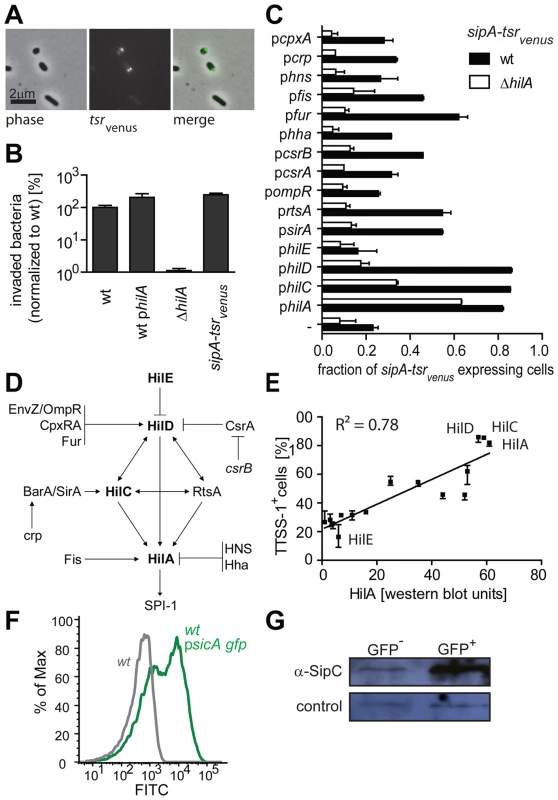 <i>sipA</i>-<i>tsr<sub>venus</sub></i> as a single cell reporter for <i>ttss-1</i> expression.