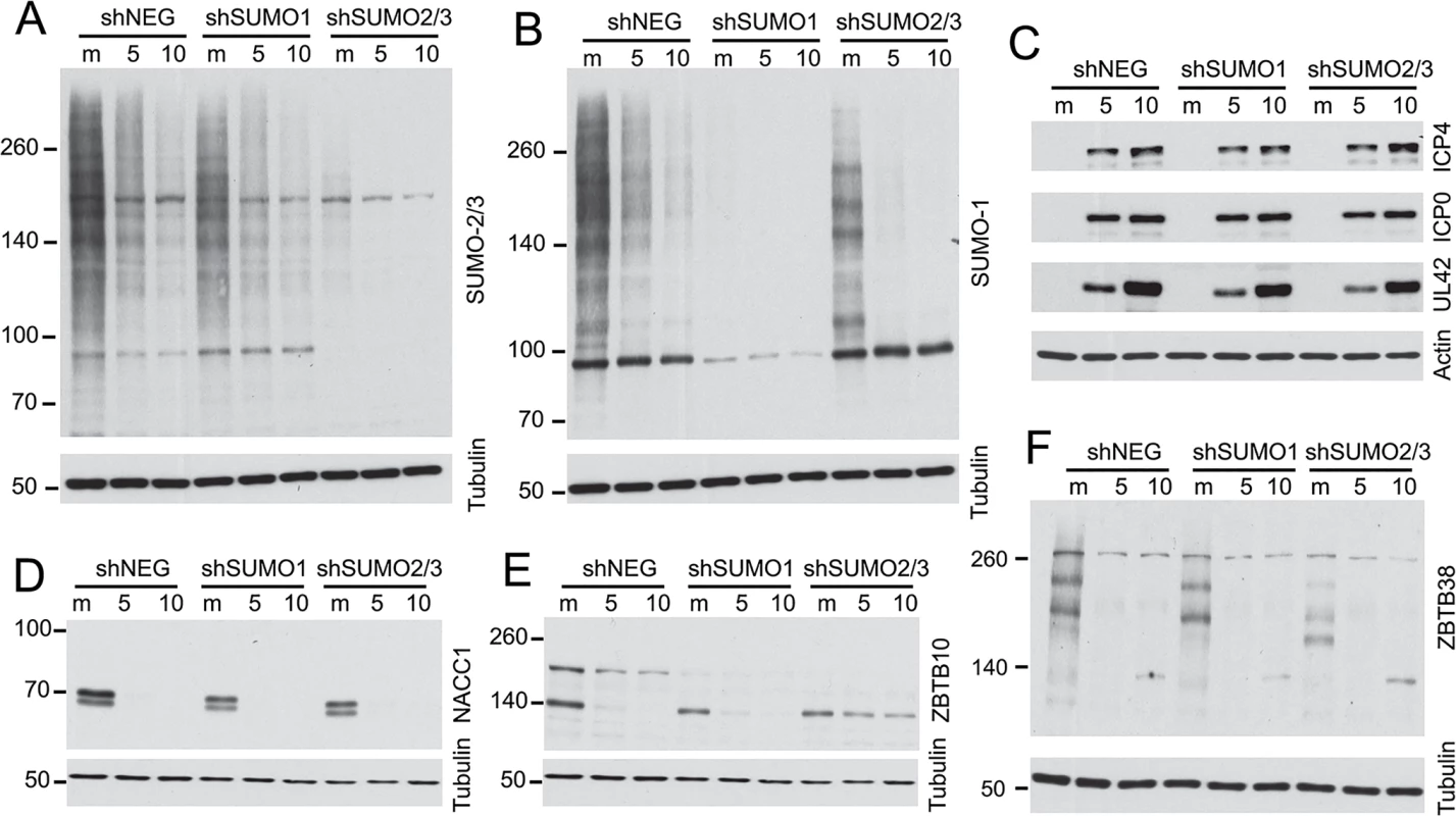 Impact of depletion of SUMO1 or SUMO2/3 on degradation of selected proteins during HSV-1 infection.
