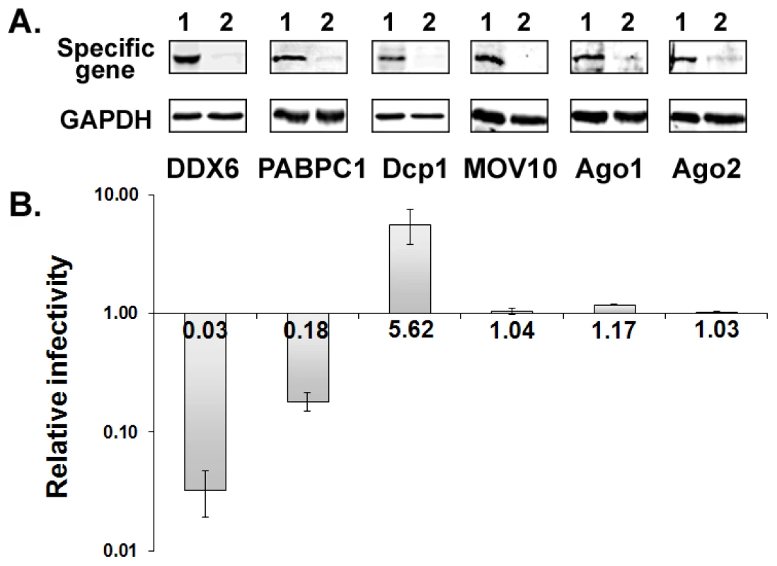 Effects of gene-specific siRNA knockdown on viral infectivity.