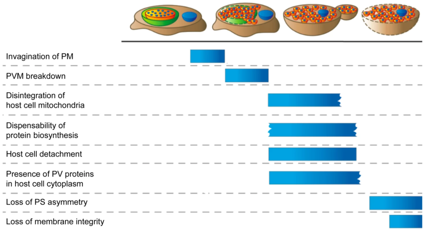 Sequence of events towards the end of the liver stage.