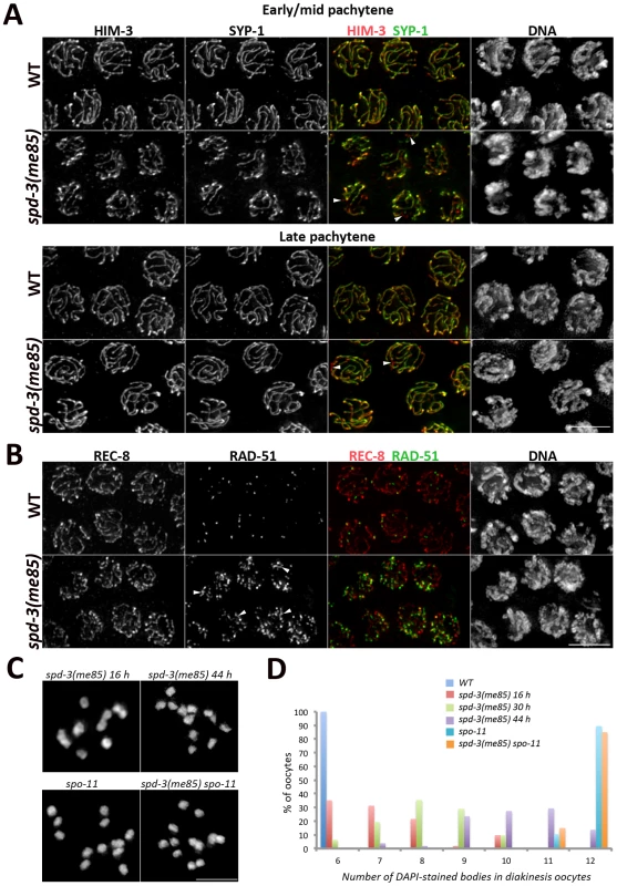 SC assembly and recombination in <i>spd-3(me85)</i> mutants.